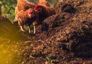 کود مرغی فرآوری شده کود مرغی فرآوری شده