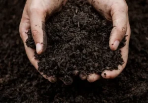 کود مرغی ارگانیک فرآوریشده کود مرغی ارگانیک فرآوریشده