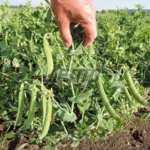 بذر نخود فرنگی اگلو