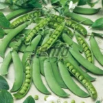 بذر نخود فرنگی اگلو