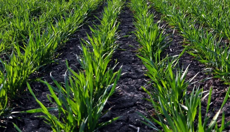 استارتر فسفر بالا ایکاد