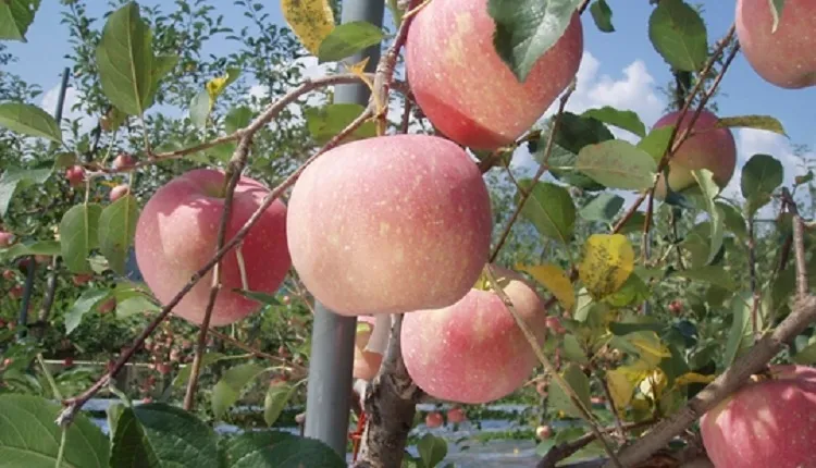 کاهش رشد میوه پس از تشکیل