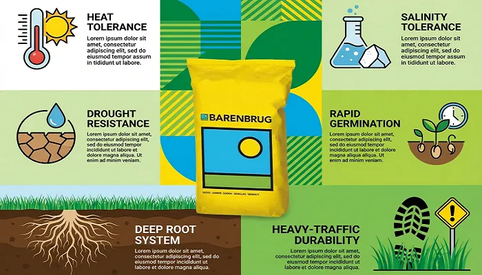 بذر چمن برموداگراس بارنبروگ