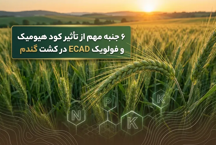 6 جنبه مهم از تأثیر کود هیومیک و فولویک ایکاد در کشت گندم