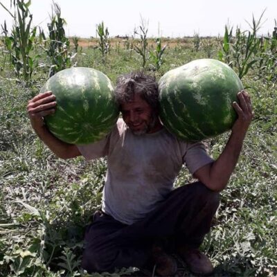 بذر هندوانه کریمسون سوئیت هایتک