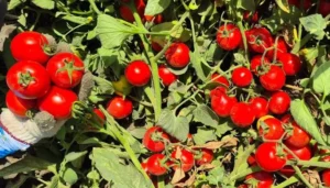 بذر گوجه جیووانی 