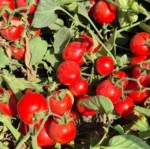 بذر گوجه جیووانی