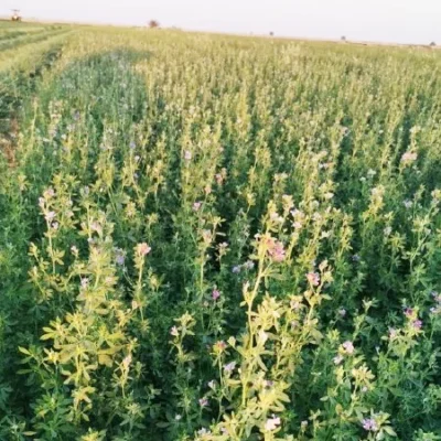 بذر یونجه ساردی 10 بارنبروگ