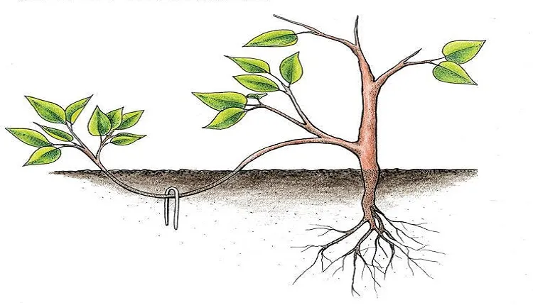 تکثیر به روش خوابانیدن گیاهان
