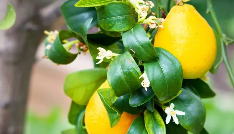 ریز برگی در درختان دانه‌دار