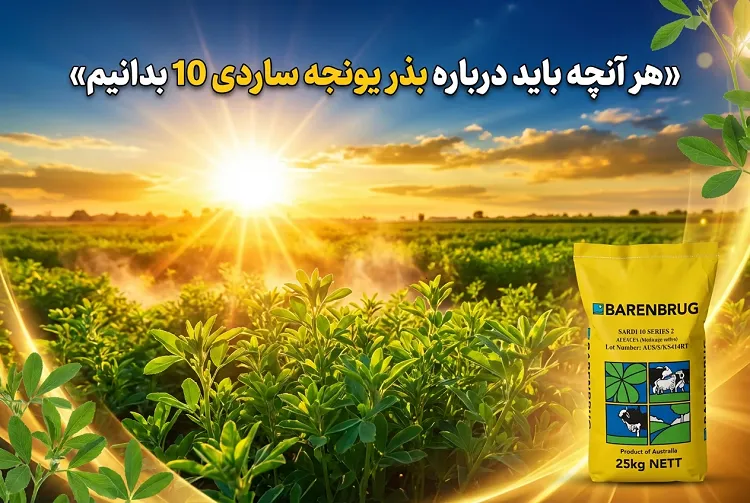 بذر یونجه گرمسیری ساردی 10