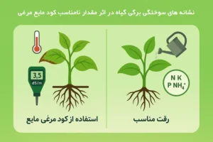 نشانه های سوحتگی برگی گیاه در اثر مقدار نامناسب کود مایع مرغی