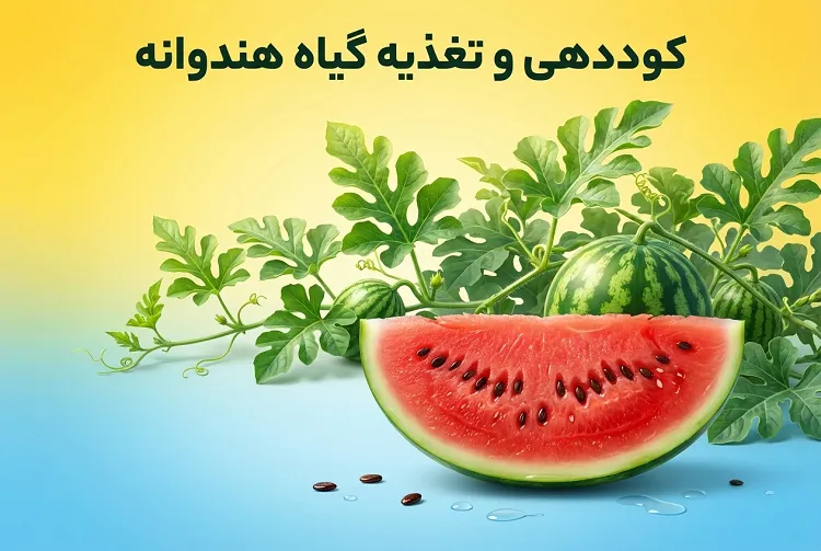 کوددهی و تغذیه گیاه هندوانه