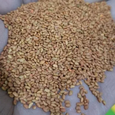 بذر یونجه ساردی 10 بارنبروگ