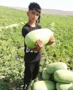 بذر هندوانه اورست