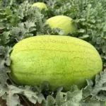 بذر هندوانه زیدا