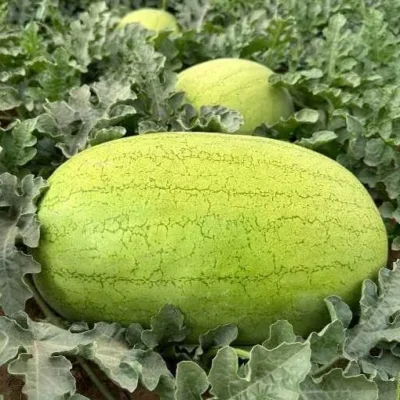 بذر هندوانه زیدا