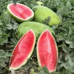 بذر هندوانه زیدا