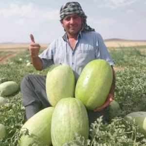 بذر هندوانه زیدا