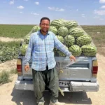 بذر هندوانه سوپر دراگون 3