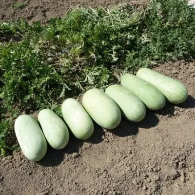 بذر هندوانه چارلستون هد