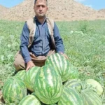 بذر هندوانه کریمسون هد