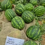 بذر هندوانه کسری (تیپ بلوکی هیبرید)