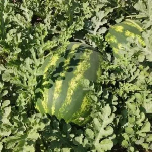 بذر هندوانه کسری (تیپ بلوکی هیبرید)