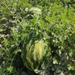 بذر هندوانه کسری (تیپ بلوکی هیبرید)