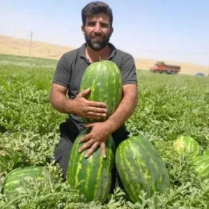 بذر هندوانه کیتو 12