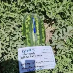 بذر هندوانه کیتو 12