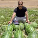 بذر هندوانه کیتو 12