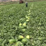 بذر هندوانه کیتو 16