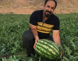 بذر هندوانه کیتو 16