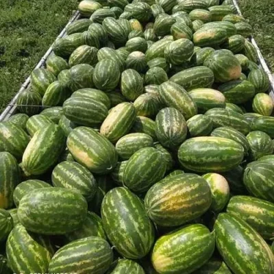 بذر هندوانه کیتو 16