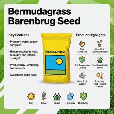 بذر چمن برموداگراس بارنبروگ