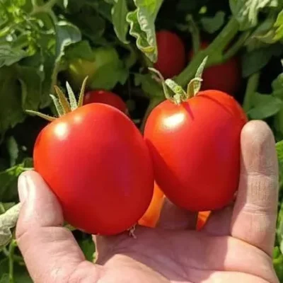 بذر گوجه الاین