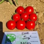 بذر گوجه الاین