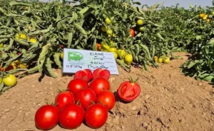 بذر گوجه الاین