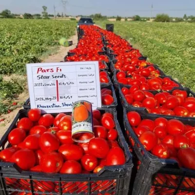 بذر گوجه پارس
