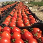 بذر گوجه پارس