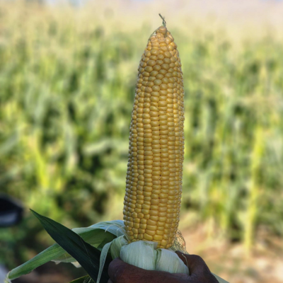 بذر ذرت شیرین بالاتون|شاپ ثمر