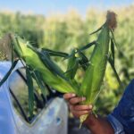 بذر ذرت شیرین بالاتون|شاپ ثمر