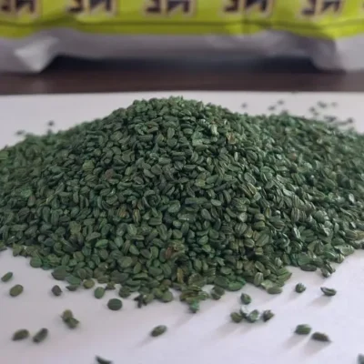 دانه بندی بذر هویج داتیس روزن سید