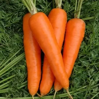 بذر هویج کینگ