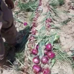 بذر پیاز قرمز پادیس F1