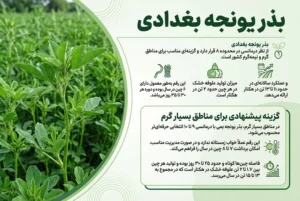 بذر یونجه بغدادی