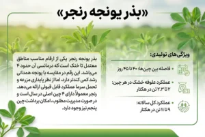 بذر یونجه رنجر