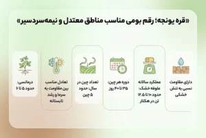 بذر یونجه قره یونجه