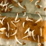 بذر قره یونجه